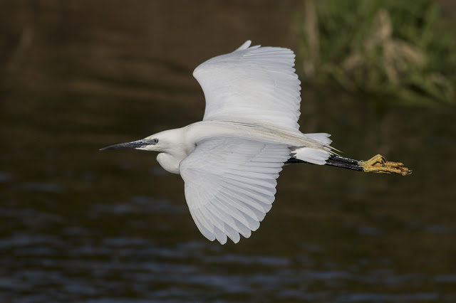 Little Egret in Flight Along the River Ouse.
