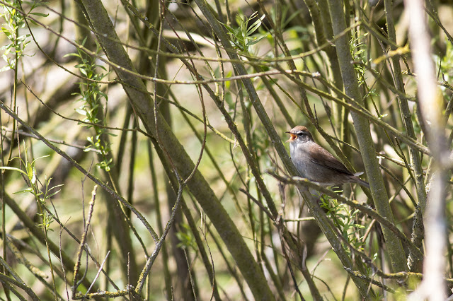 Cetti's Warbler in full song