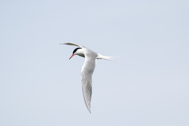 Common Tern in Flight