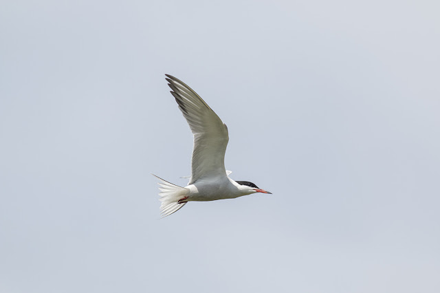 Common Tern about to Hover