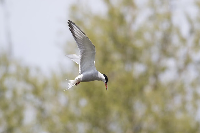 Hovering Common Tern