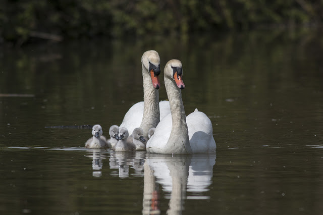 A Tale of Three Birds - Mute swans with cygnets