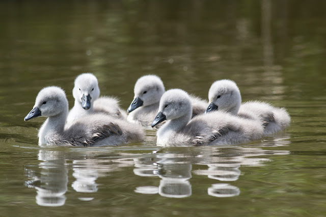 5 of the 6 Cygnets
