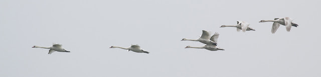 Mute Swans in flight (panorama effect)