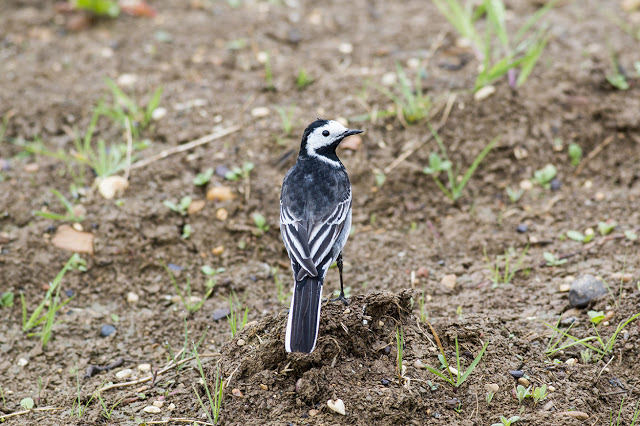 A Photographic Post - Pied Wagtail