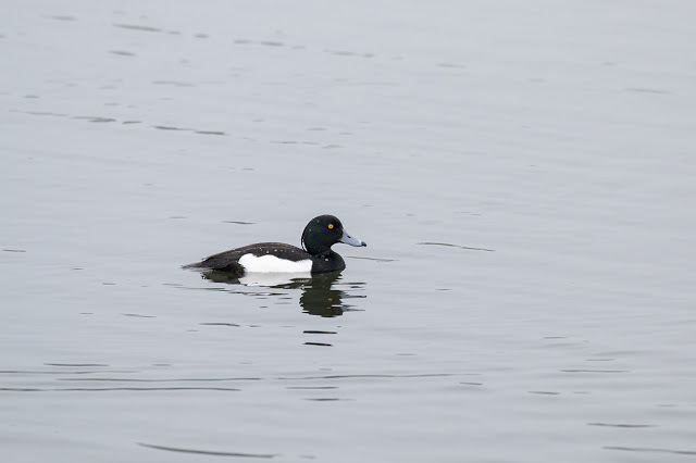 Tufted Duck (male) swimming