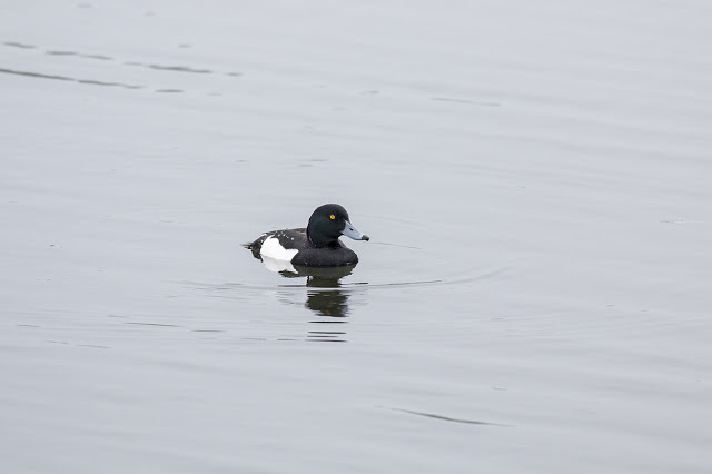 Tufted Duck (male) swimming