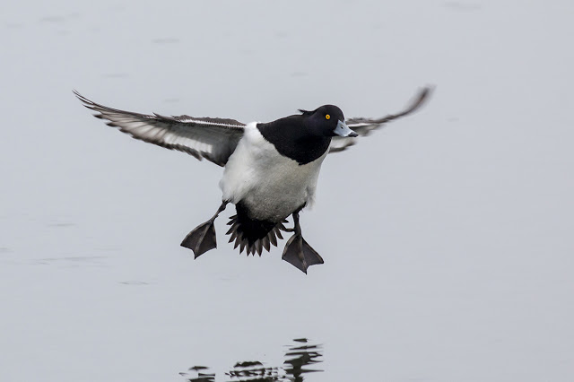 Tufted Duck coming in to Land