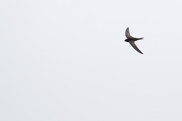 Common Swift in flight