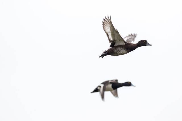 Female and Male Tufted Duck in Flight