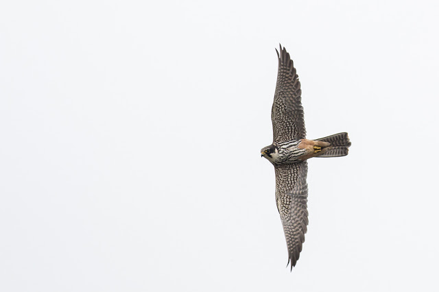 Hobby banking up close (different photo to earlier he was much closer)