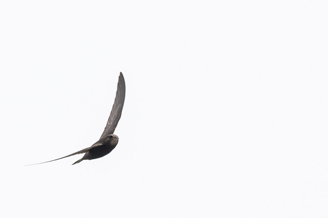 Common Swift in flight closest shot