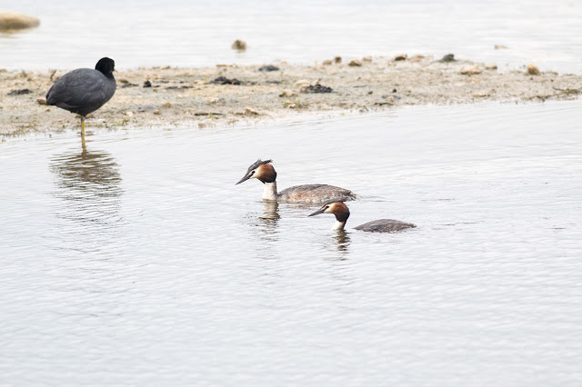 Male and Female Great Crested Grebe (I only know because they were mating)