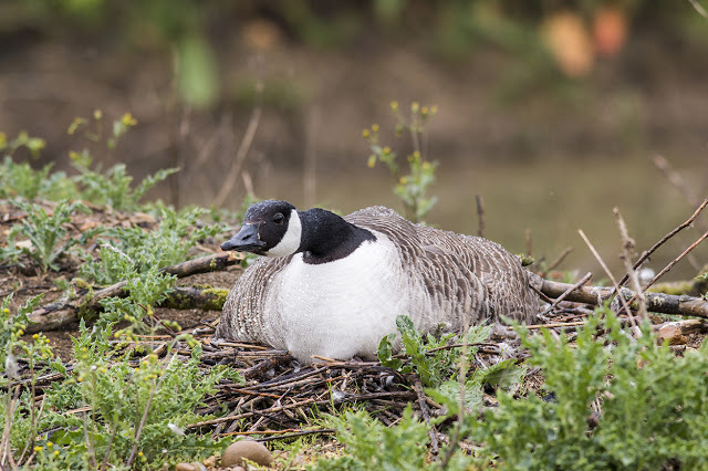Canada Goose on Nest (she is nesting right next to the path)