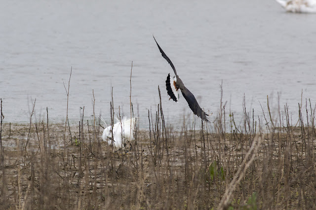 Little Egret under attack from Lapwing