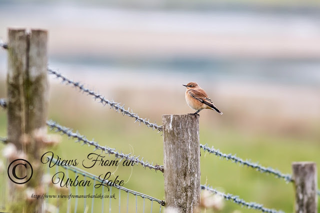 Wheatear on one of the Fences around the Cattle Fields