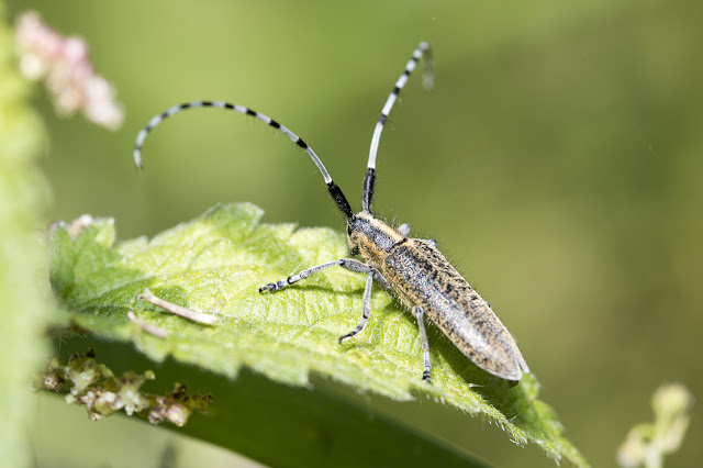 It has Been a While - Golden-bloomed Grey Longhorn