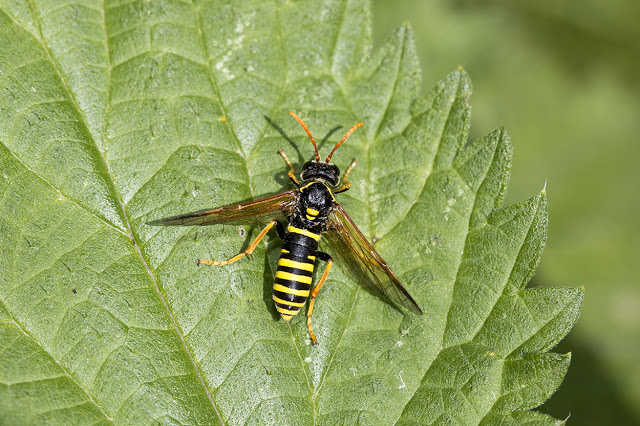A Sawfly of some sort