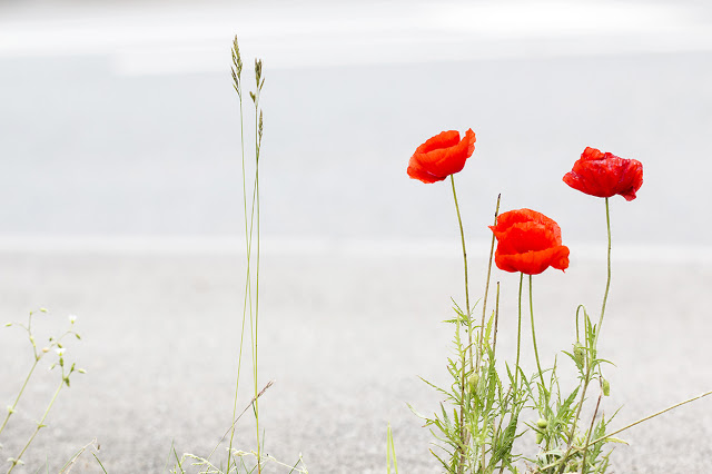 Poppies by Road