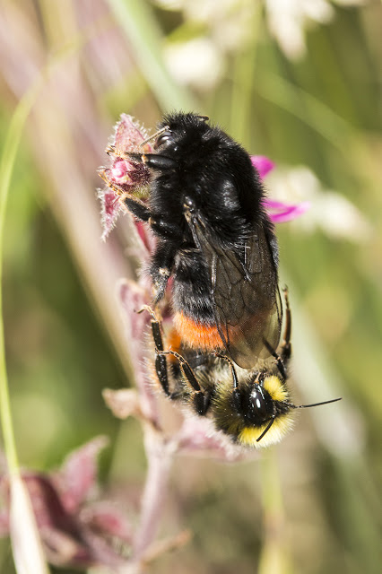 Bombus lapidarius (red tailed bumblebee) mating