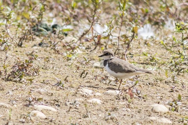 Young Little Ringed Plover