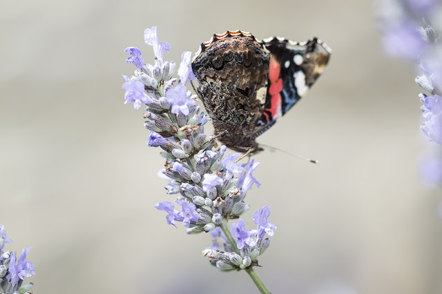 A Walk Amongst Butterflies - Red Admiral feeding on Lavender 