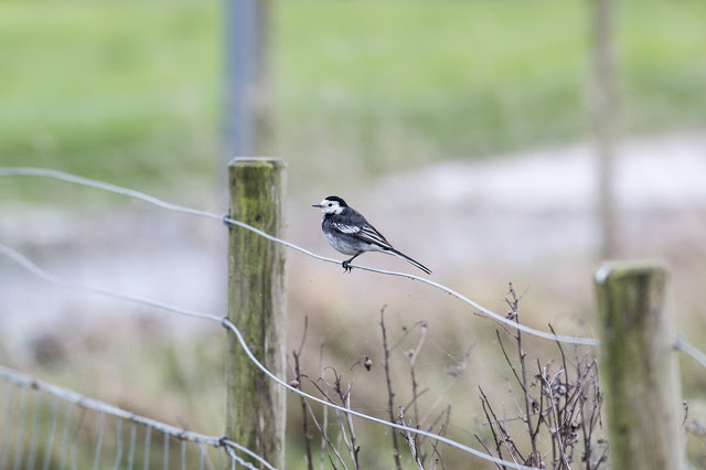 Pied Wagtail on the fence
