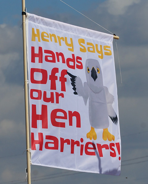 Hen Harrier Day 2016 Image courtesy of Wino Wendy's Wildlife World - http://winowendyswildlifeworld.blogspot.co.uk/