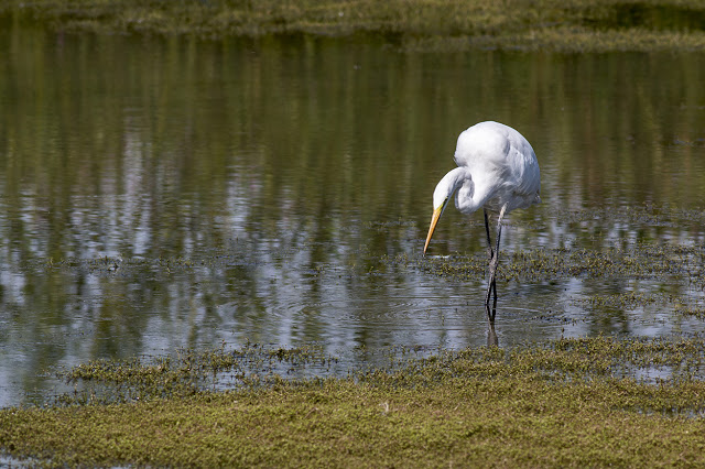 Great White Egret fishing