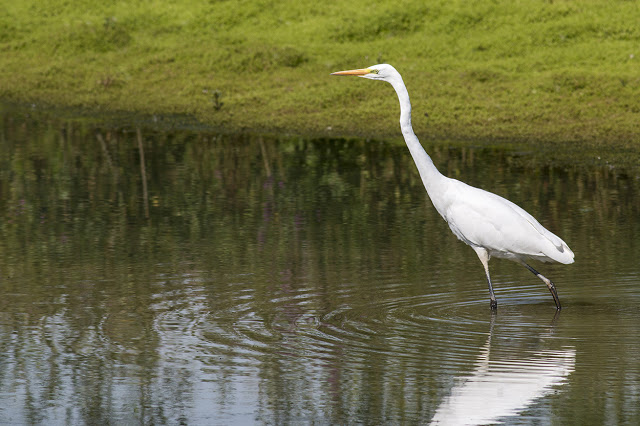 Herons in the Sun - Great White Egret