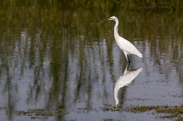 Little Egret (just to throw you!)