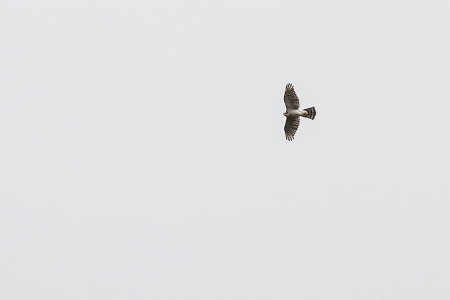 High Flying Sparrowhawk