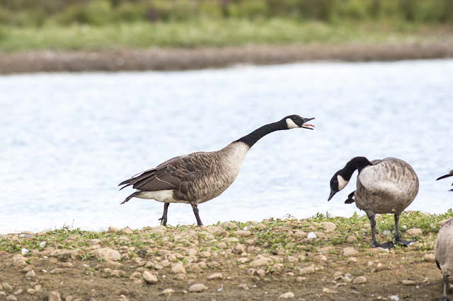 Angry Canada Goose 