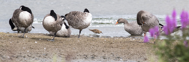 A Ruff among Geese