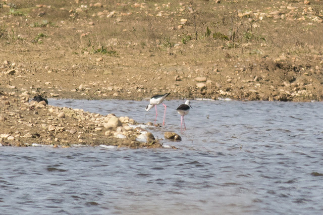 The Black-winged Stilts where the pits get their name