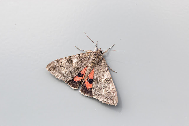 Red Underwing moth on one of the gate signs