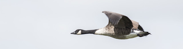 Canada Goose in Flight