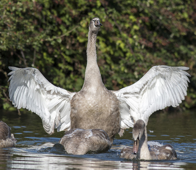 Mute Swan conducting its siblings