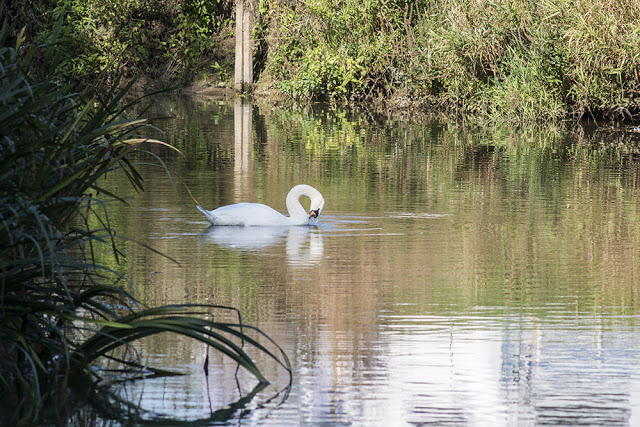 Mute Swan swimming the River Ouse