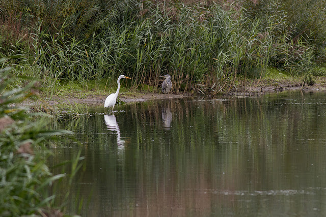 Great White Egret and Grey Heron