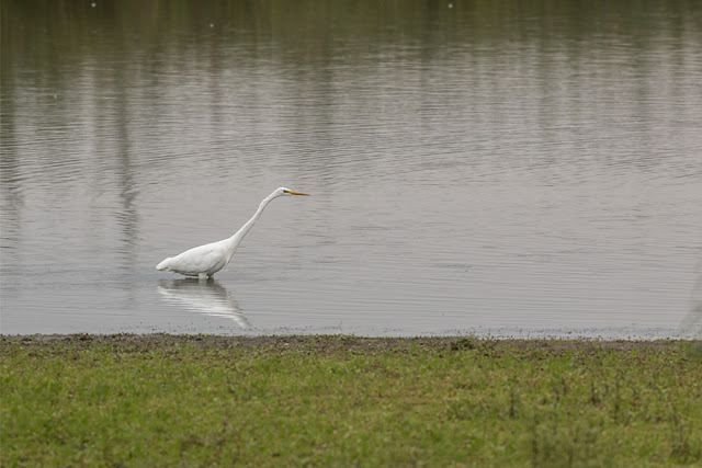 Great White Egret in front of Iron Trunk hide at the Floodplain Forest Nature Reserve