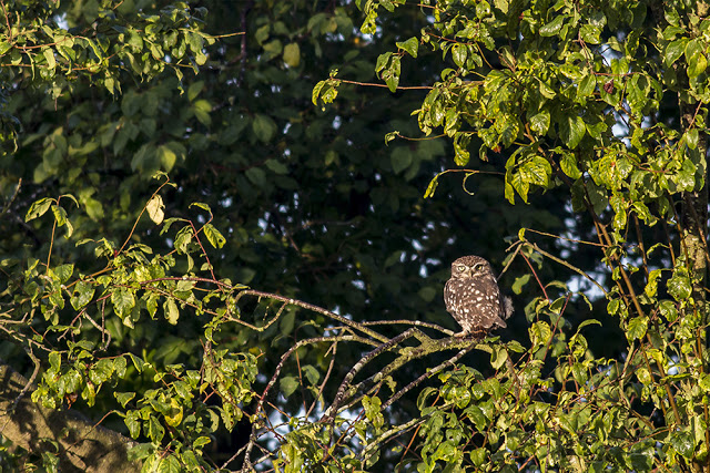 Little Owl in a Natural Frame