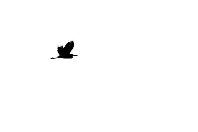 Grey Heron flight silhouette 
