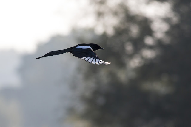 Magpie in Flight