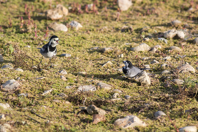 Pied Wagtails squabbling