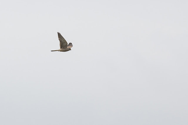 Eurasian Kestrel in Flight