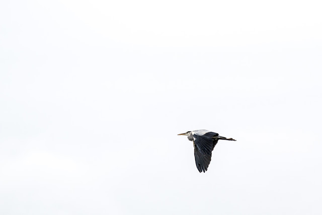 Grey Heron Flight Photo