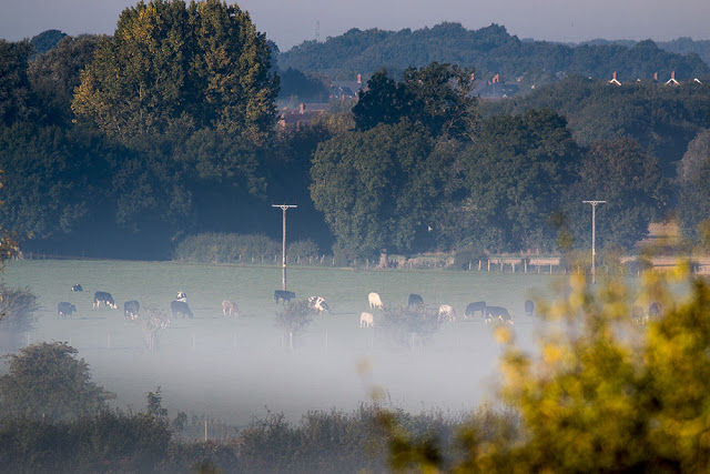 Cattle in the mist