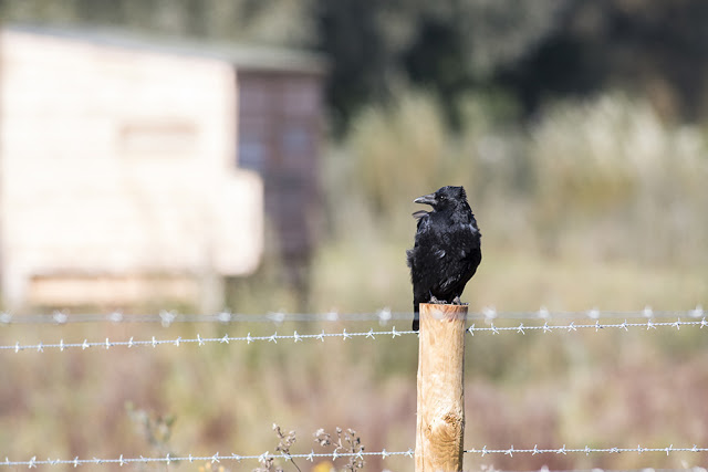 Carrion Crow on Fence