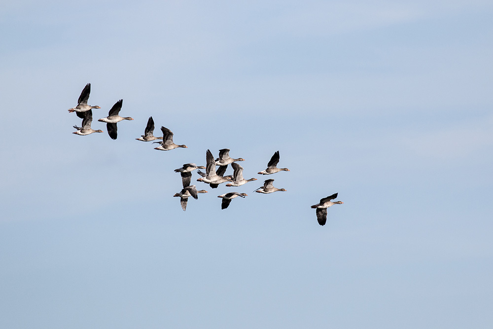 A Quiet Day - Greylag Geese in Flight